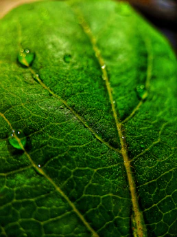 Close-up of a vibrant green leaf with intricate vein patterns glistening with morning dew.