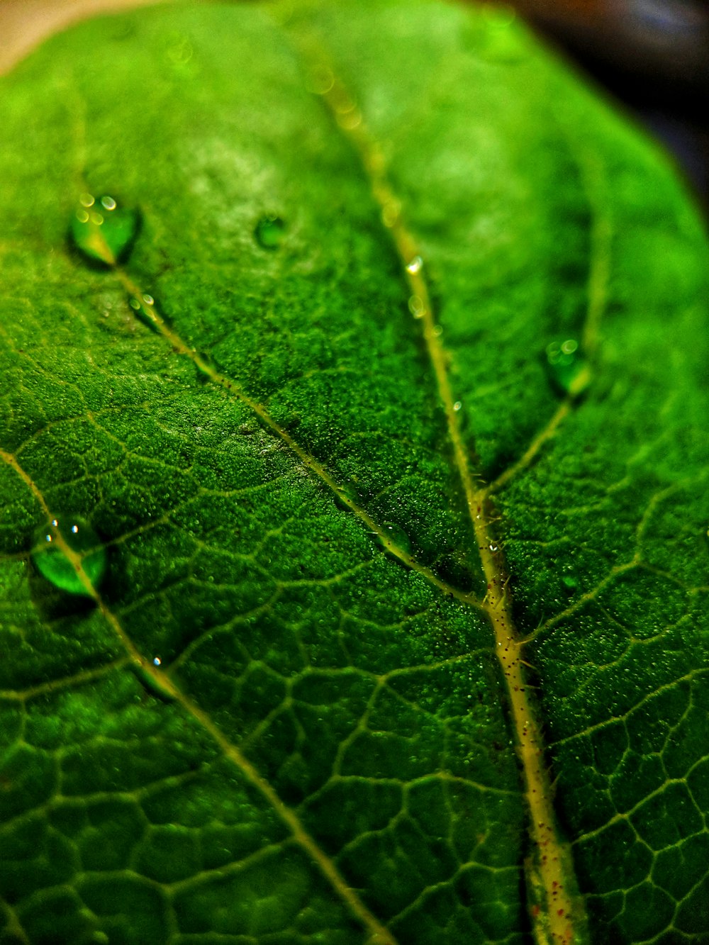 green leaf