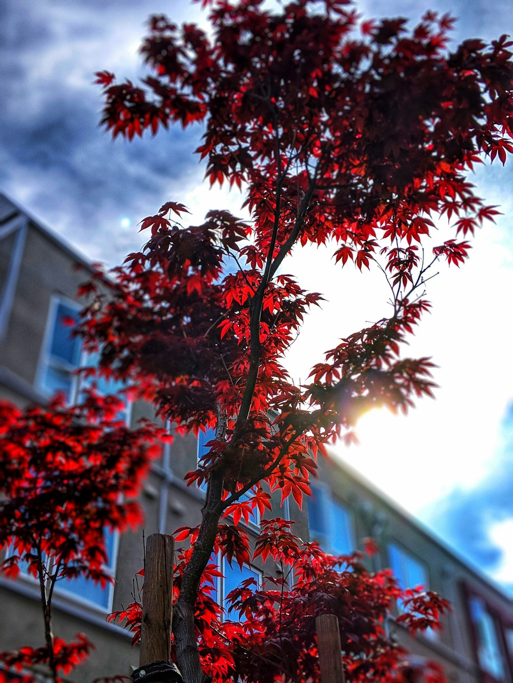 low-angle photo of red leafy tree