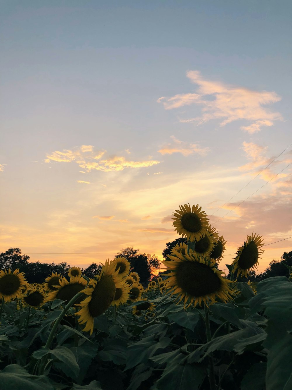 sunflower under blue sky during golden hour