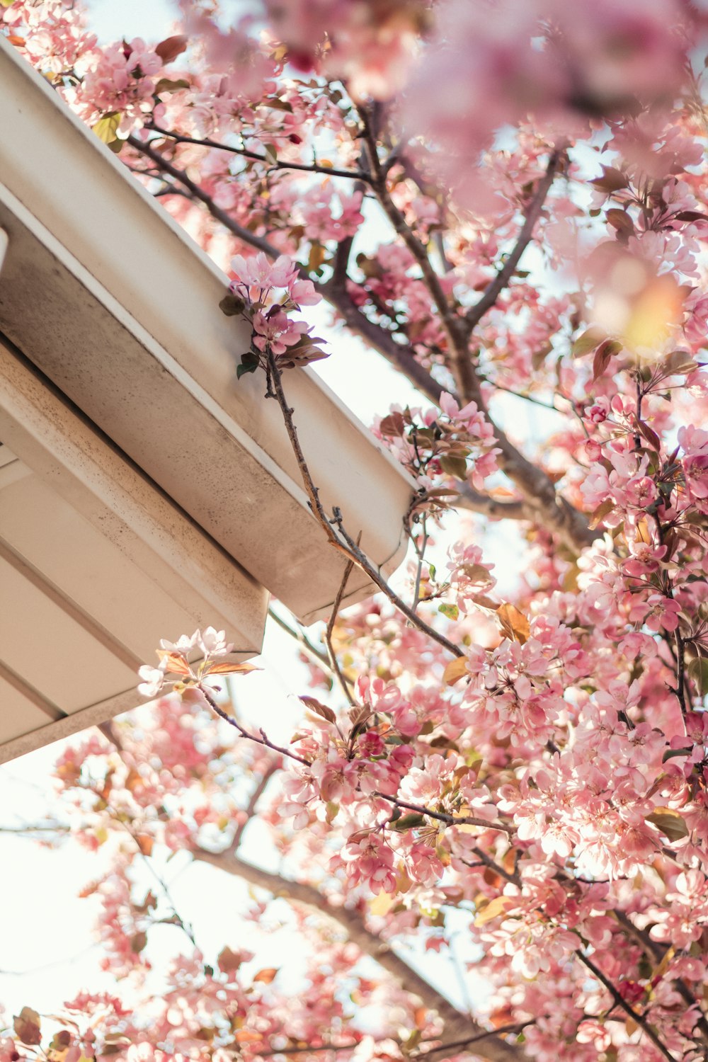 pink cherry blossoms