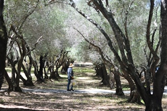 man standing between trees