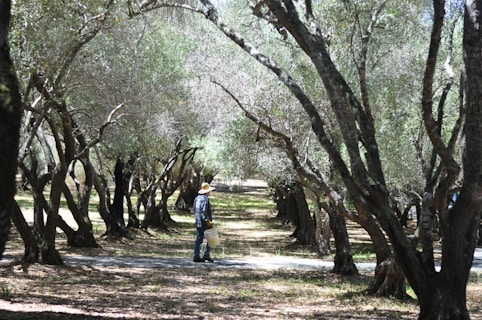 man standing between trees
