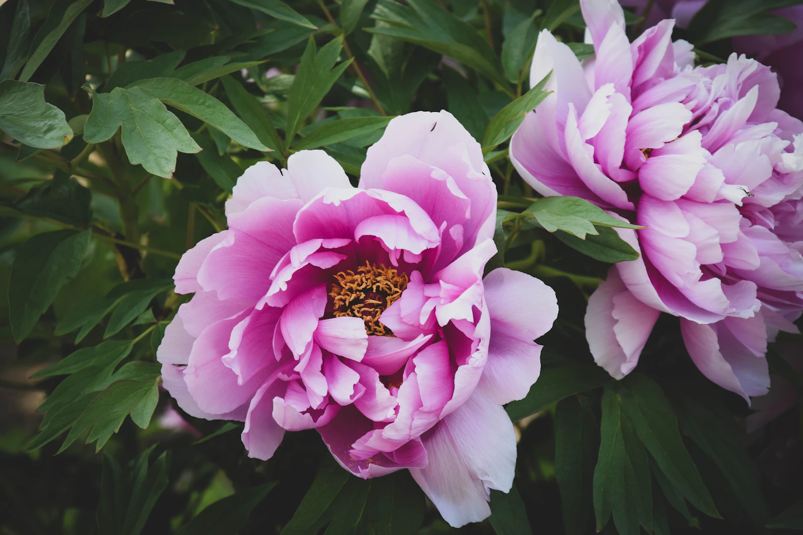 Blommande pioner i trädgård