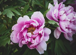 closeup photo of pink cluster flowers