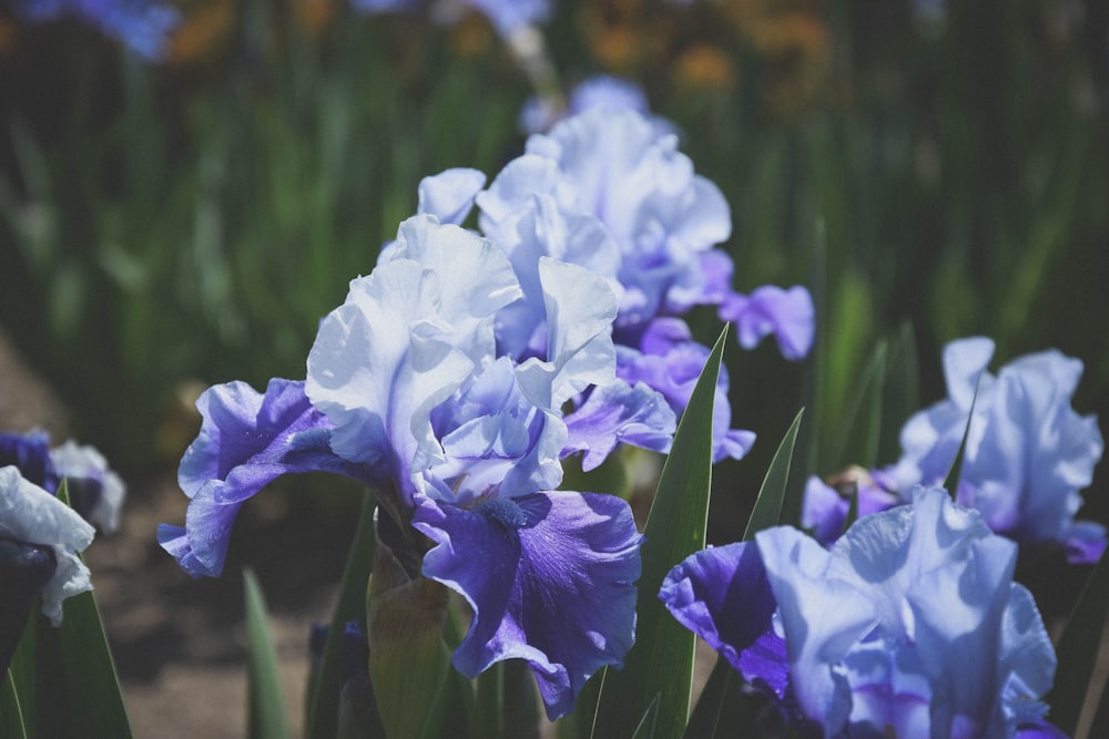 white and violet orchid