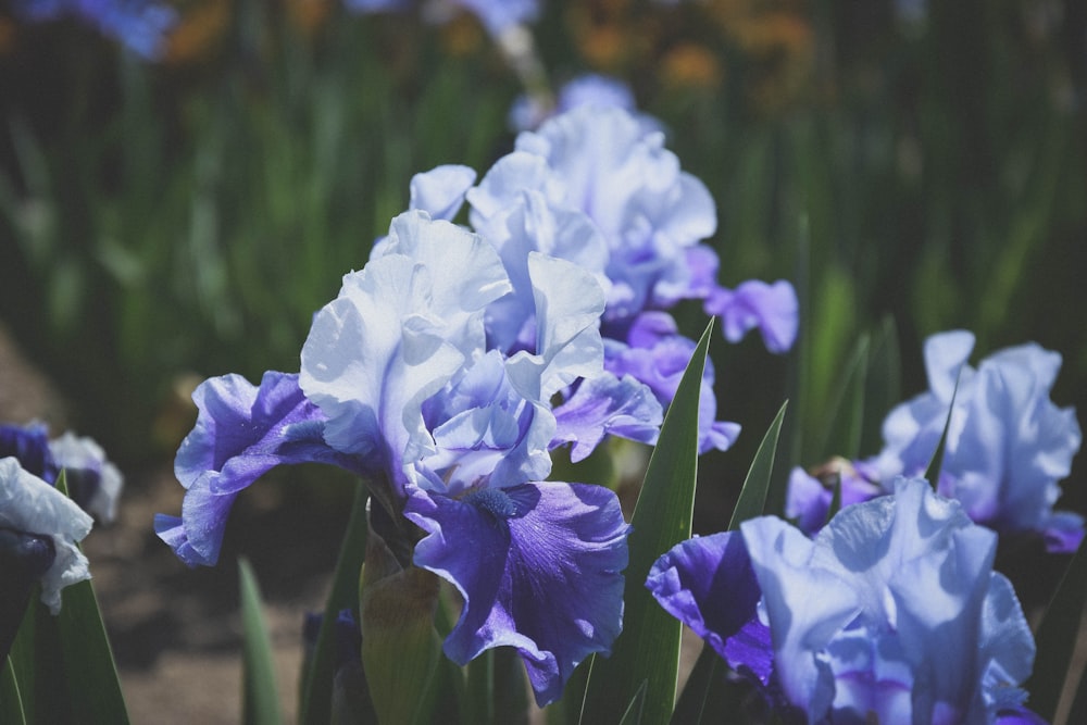 白と紫の蘭