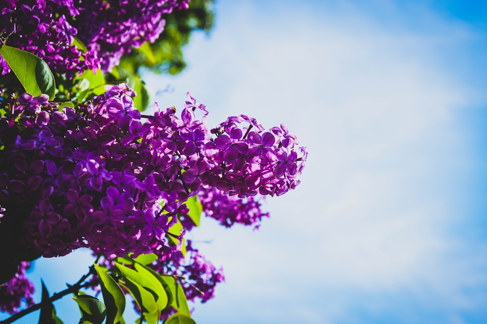 purple lilac flower