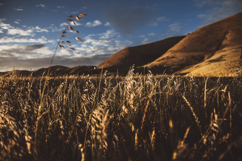 brown wheat field