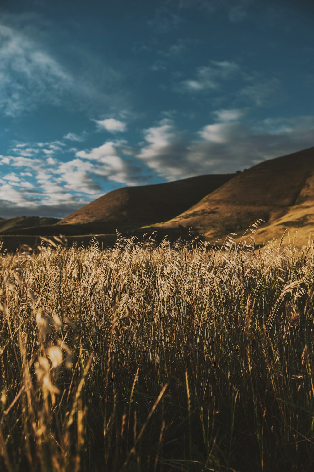 wheat field near hills during cloudy day