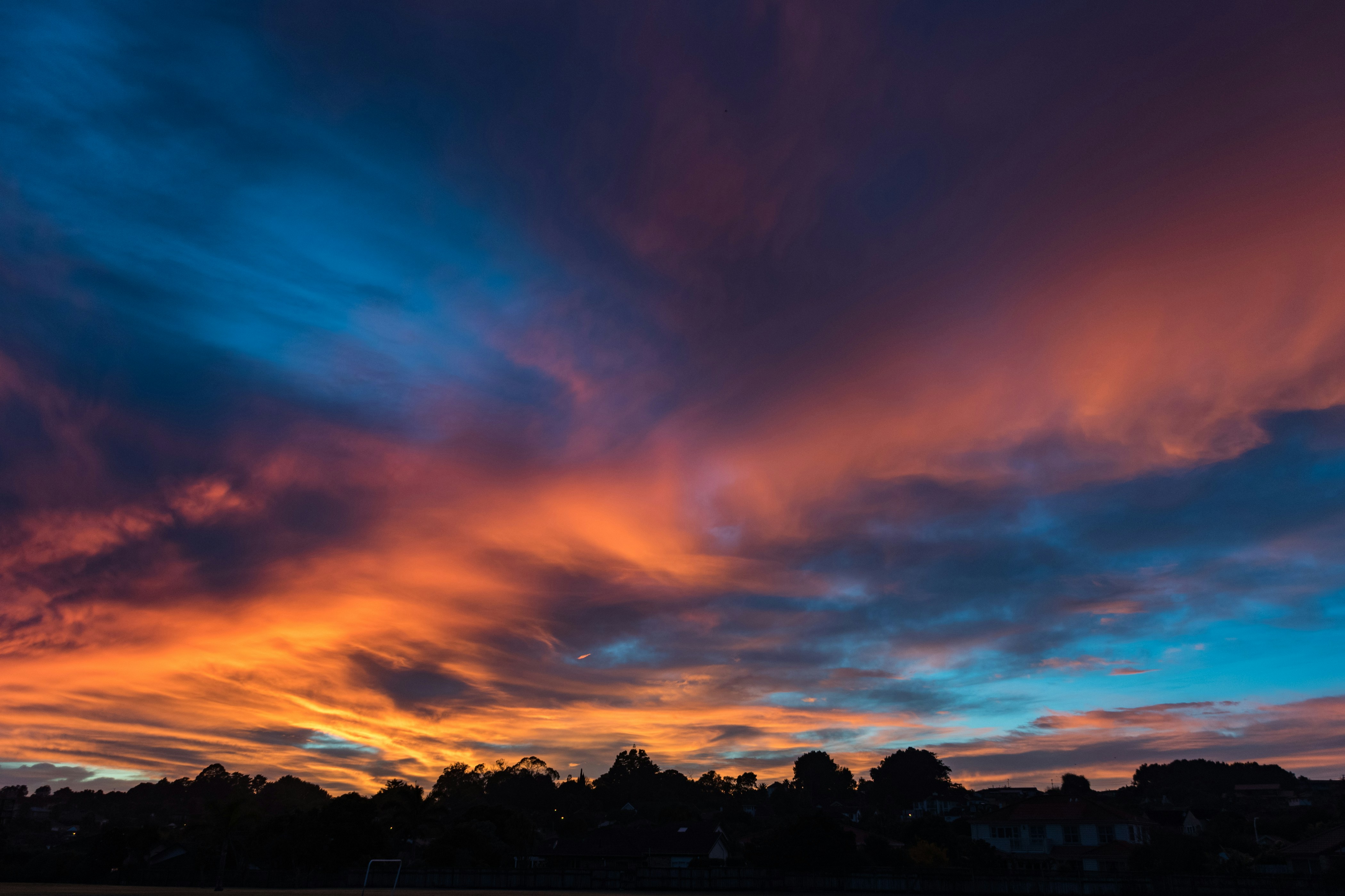 silhouette photo of trees during golden hour