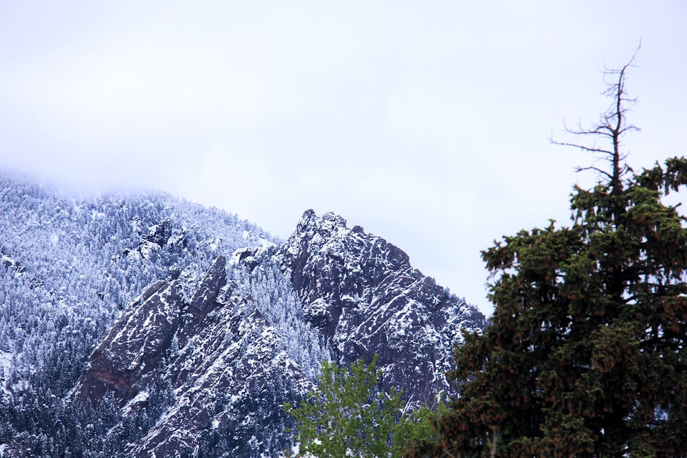 mountain and trees covered with snow