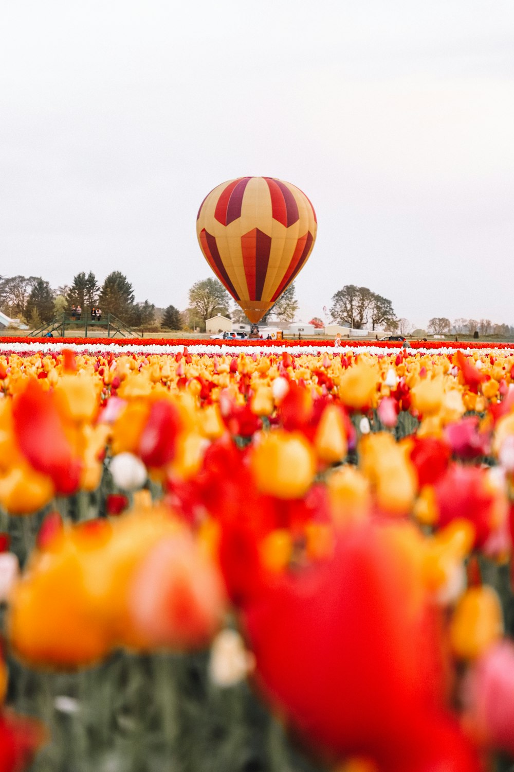 yellow and red hot air balloon on blooming tulip field