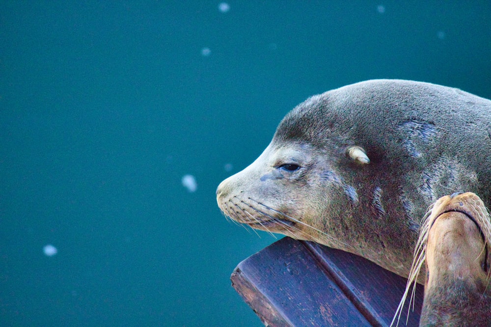 a seal with its head on a piece of luggage