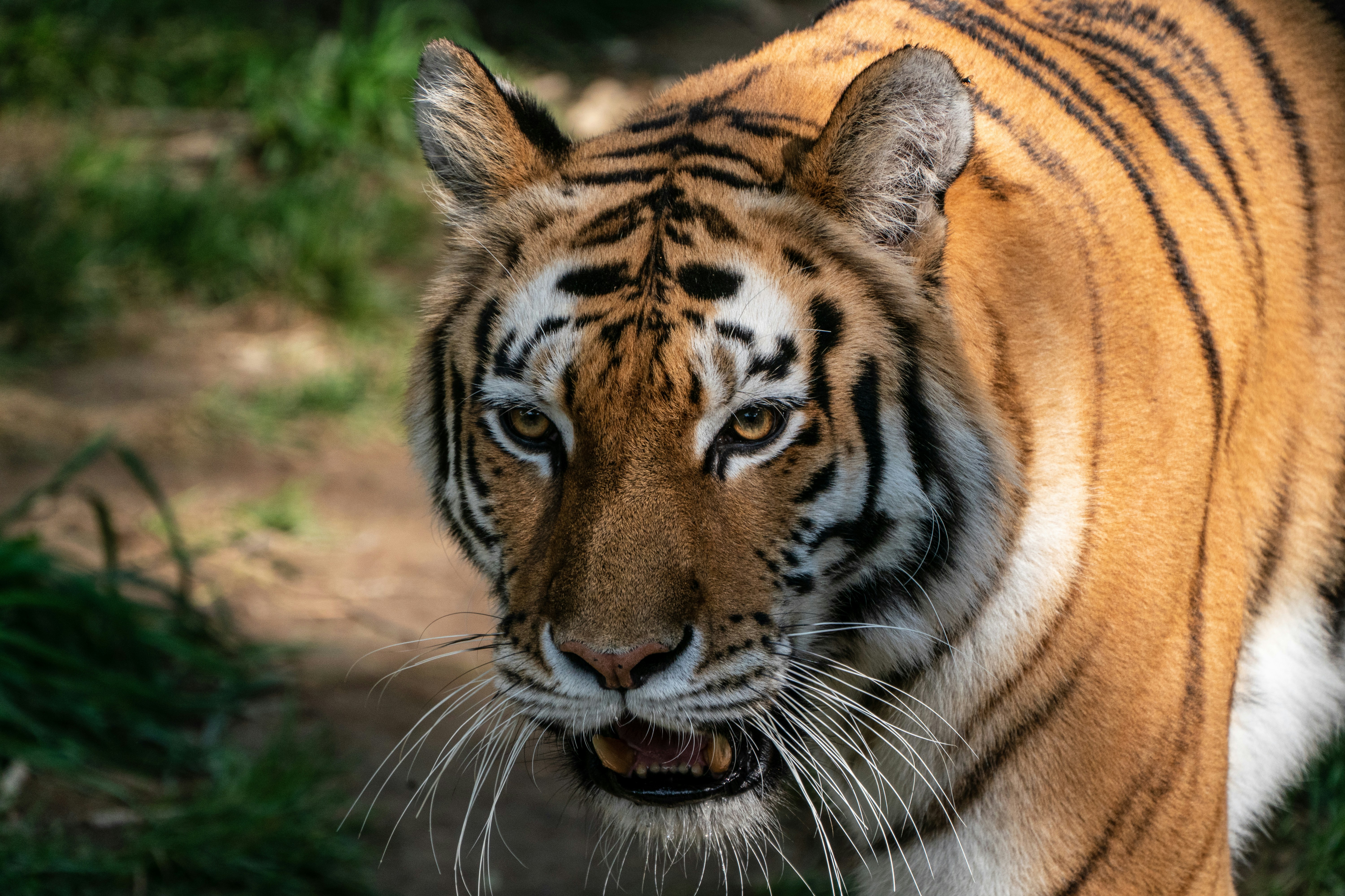 Tiger