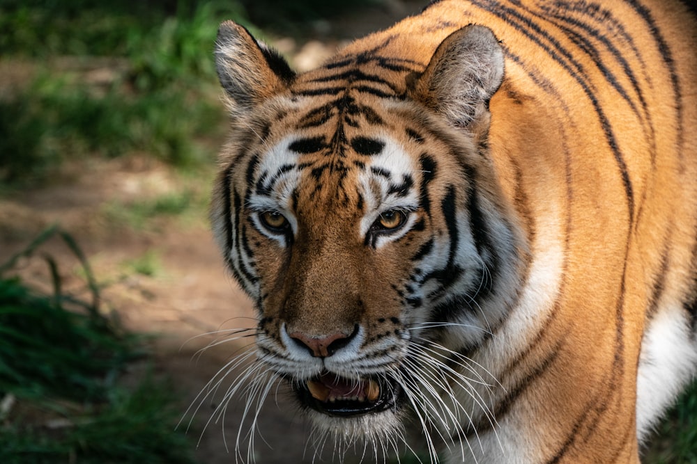 Tigre blanco, negro y marrón