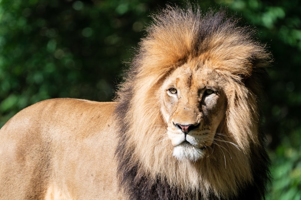 selective focus photo of lion