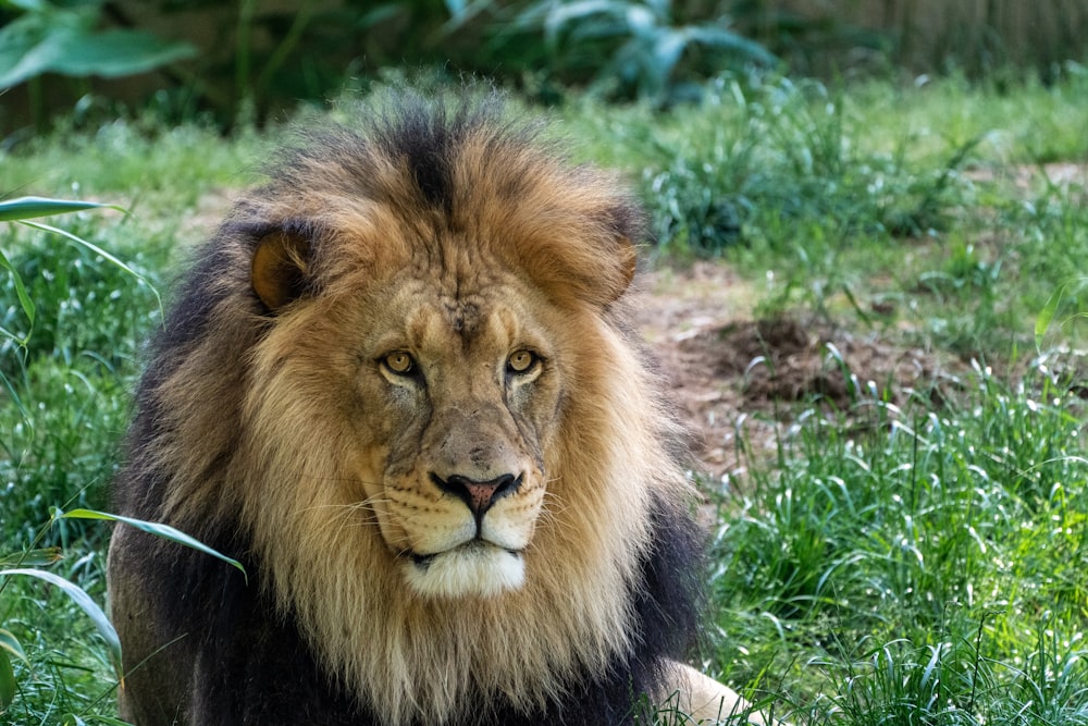 male lion on green field