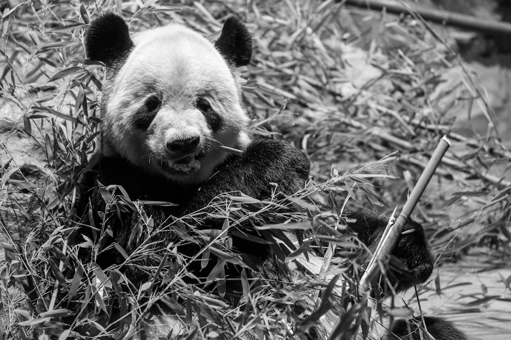 grayscale photography of panda