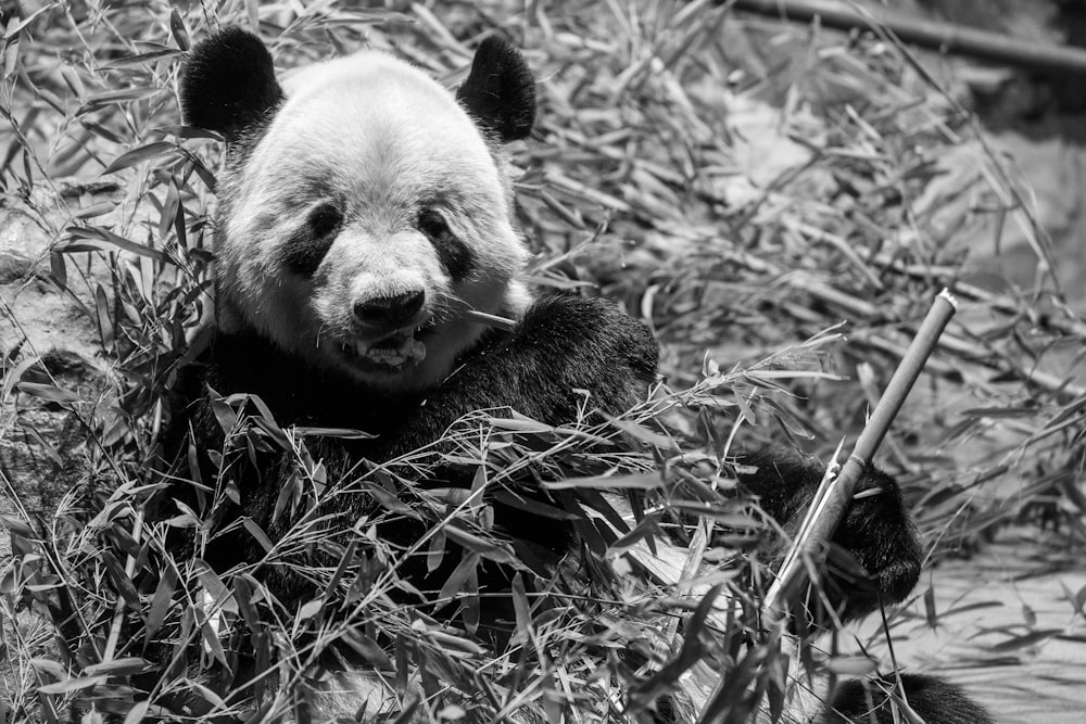 fotografia in scala di grigi di panda