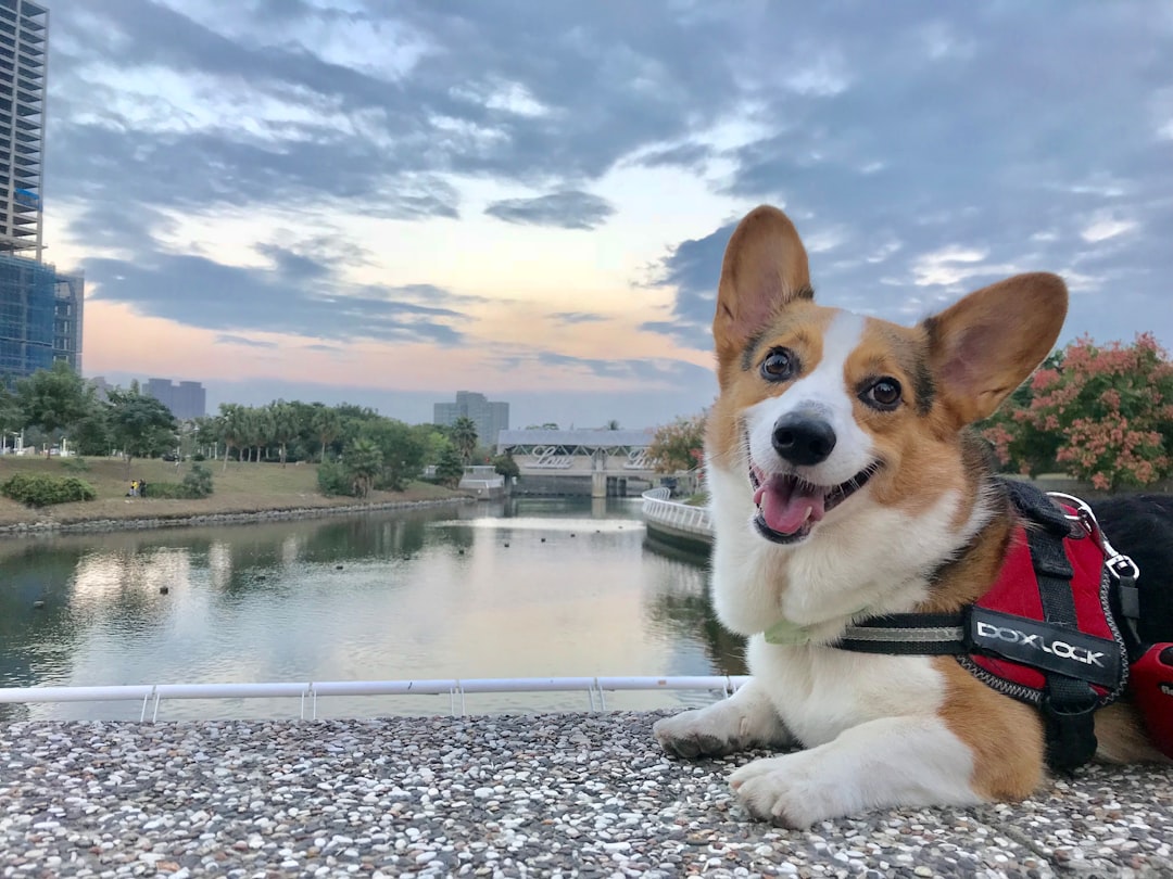 Pembroke vs. Cardigan Corgis: Unveiling the Distinctive Herding Breeds