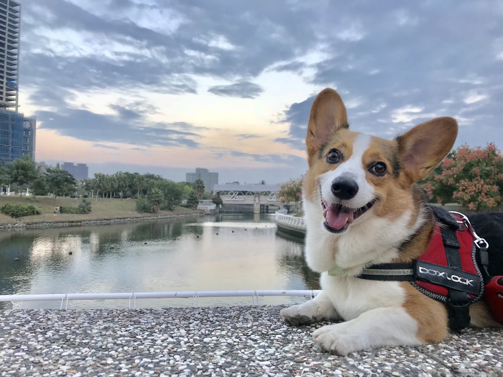 close-up photo of Corgi lying near body of water