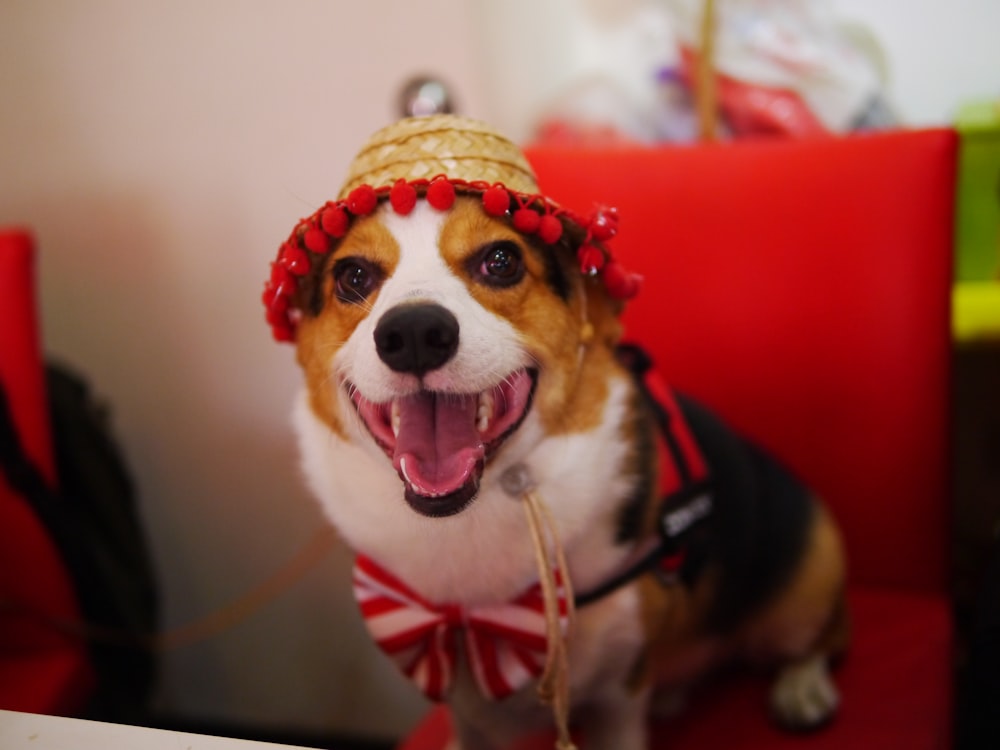 brown, white, and black short coated dog wearing hat