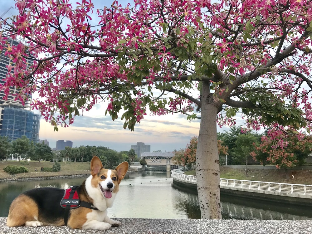 brown, white, and black corgi lying on concrete floor near pink leafy tree