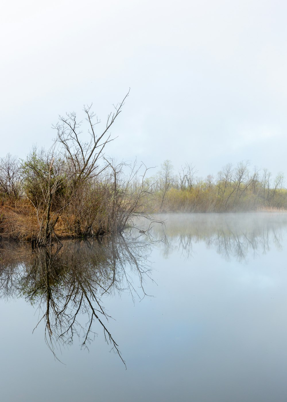 bare tree by calm body of water