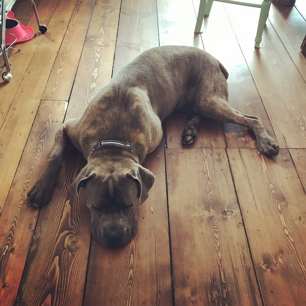 brown pitbull