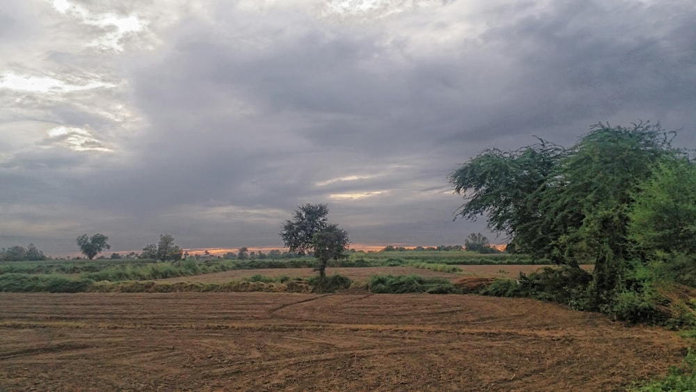 green leafed trees near field