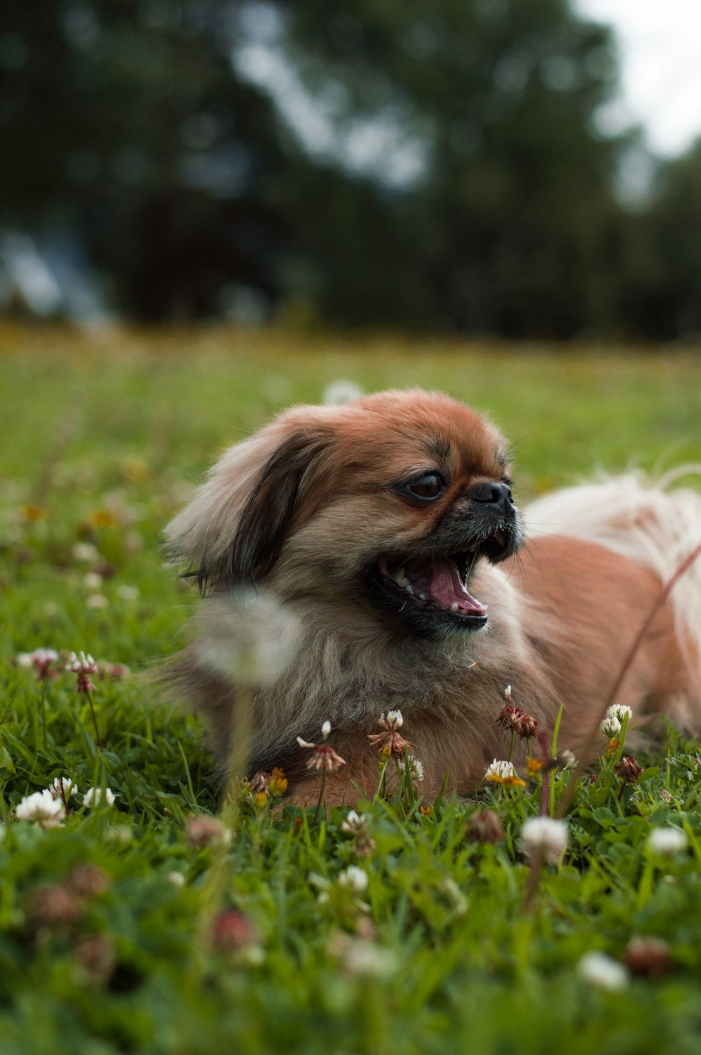 Filhote de cachorro de pelagem curta marrom e branco deitado no gramado da grama
