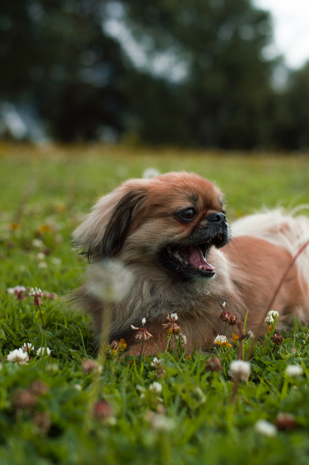 brown and white short coated puppy lying on grass lawn