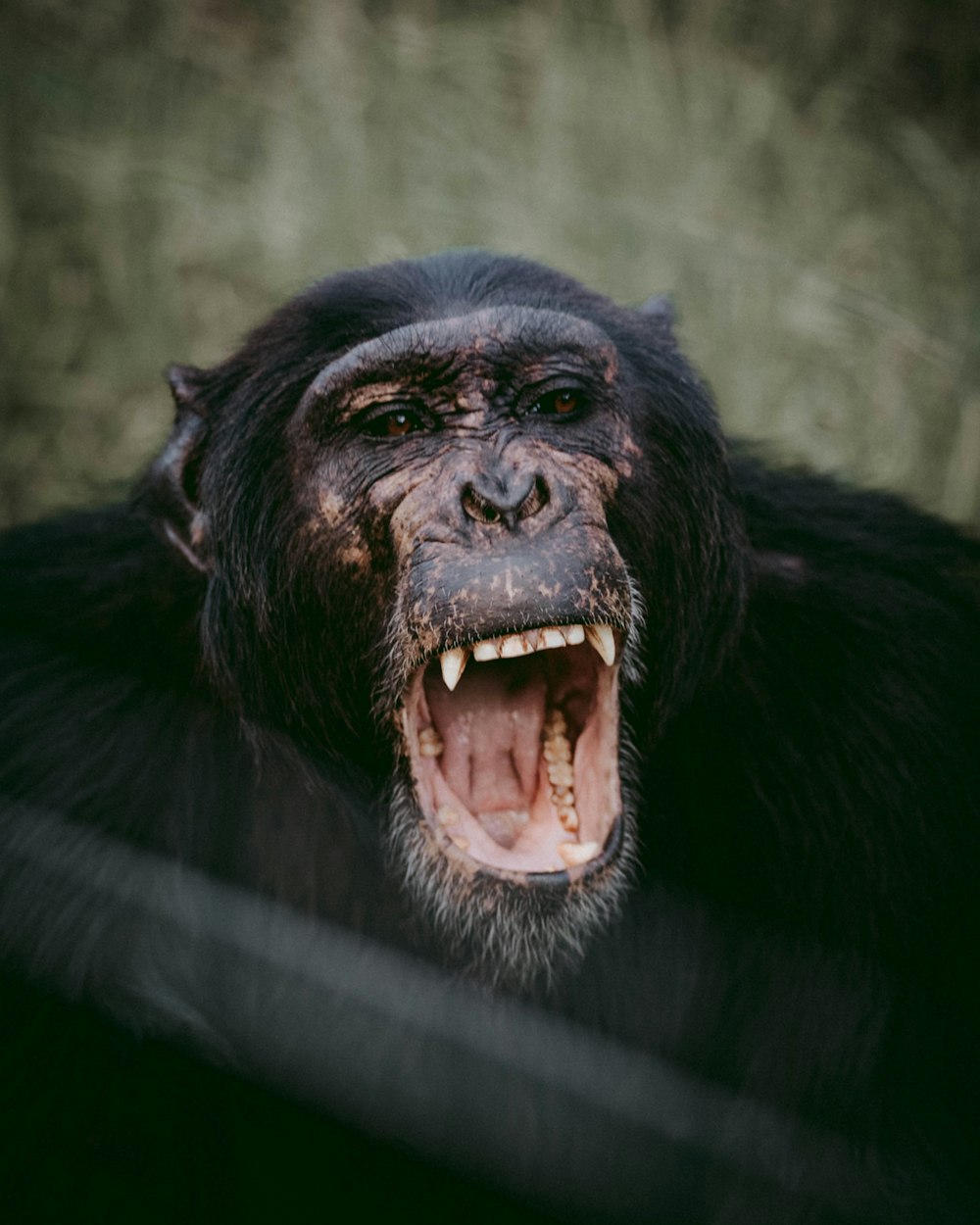 chimpancé de boca abierta