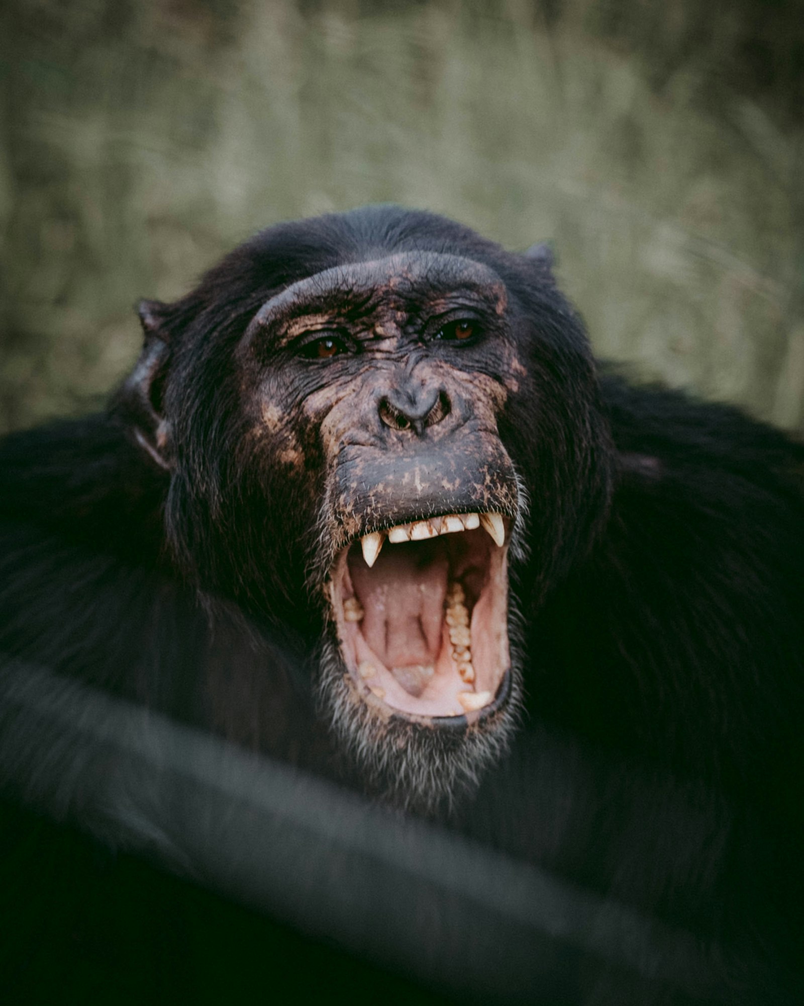 Canon EOS 6D + Canon EF 70-200mm F2.8L USM sample photo. Opened mouth chimpanzee photography
