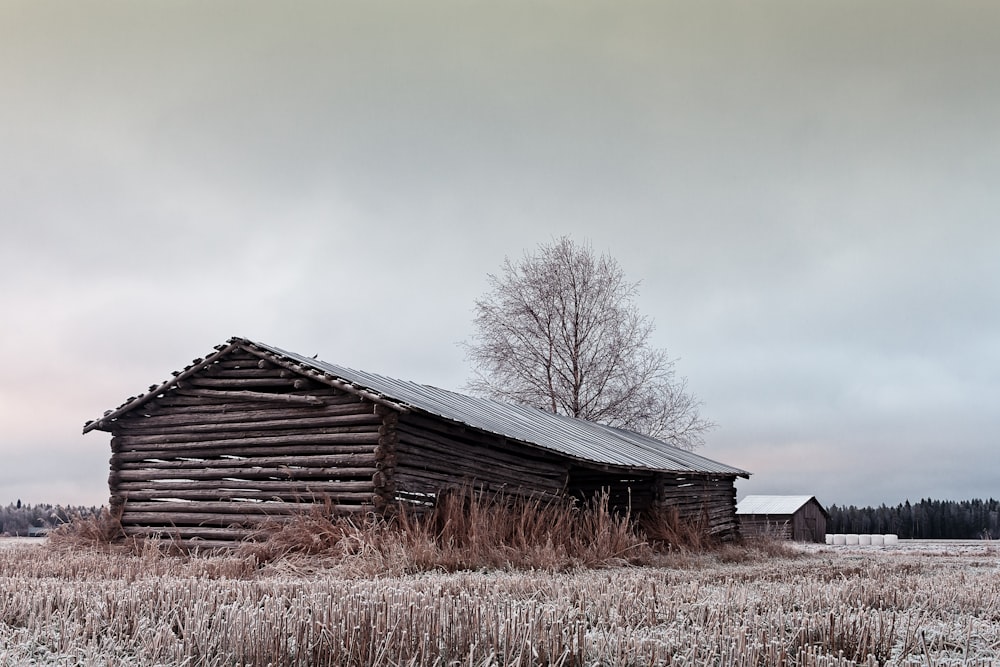 gray wooden barn house near bare tree