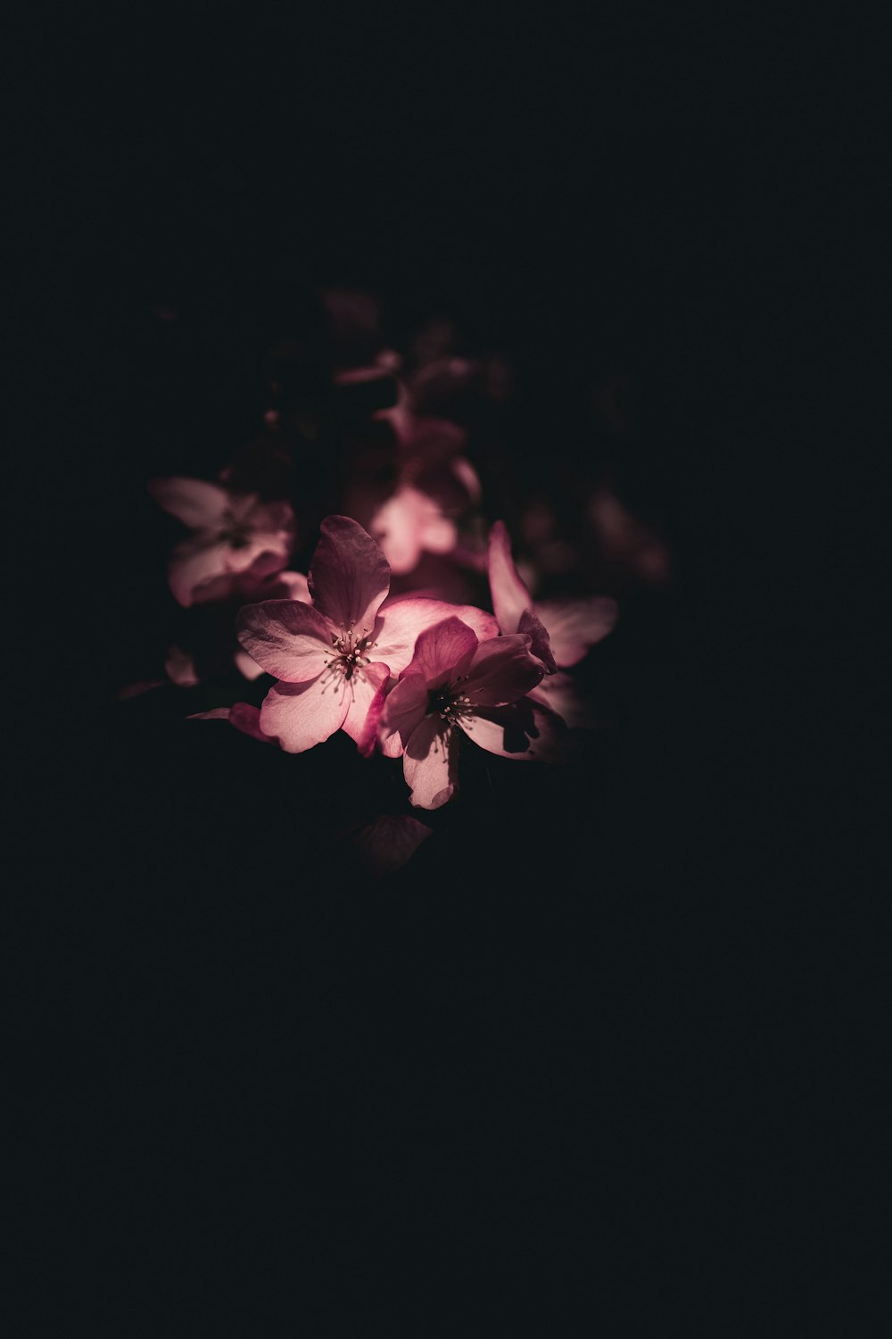 dark photography of pink petaled flower