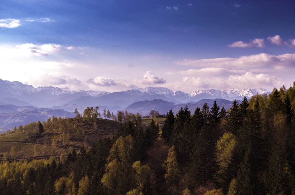 foresta durante il giorno