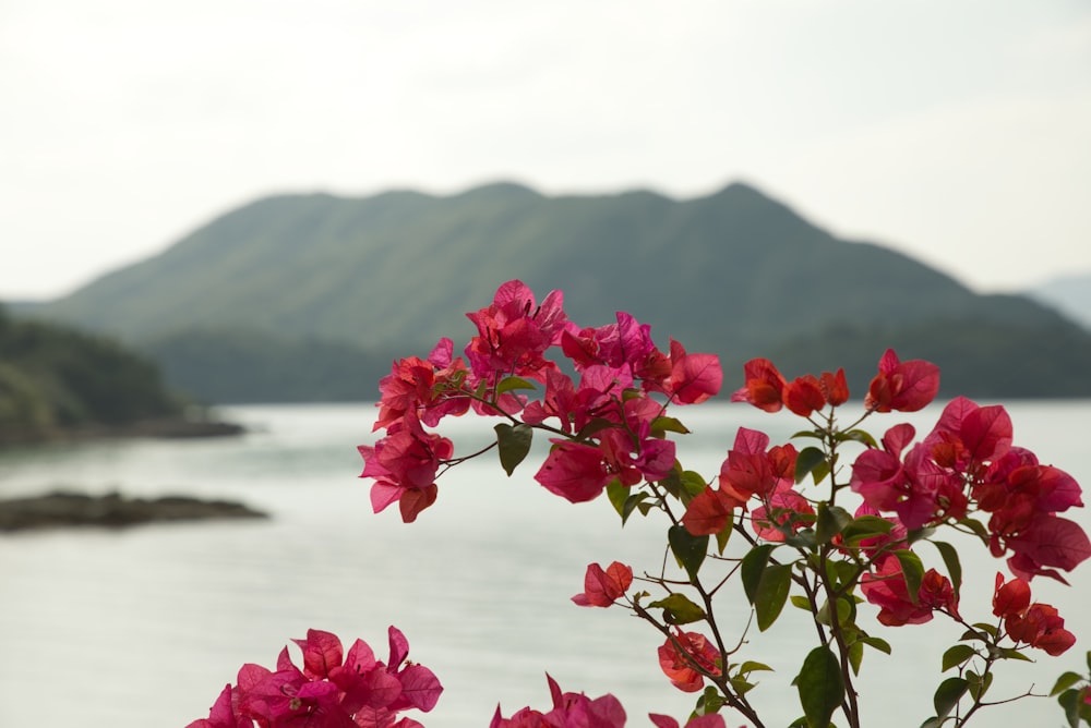 red petaled flower plant near body of water