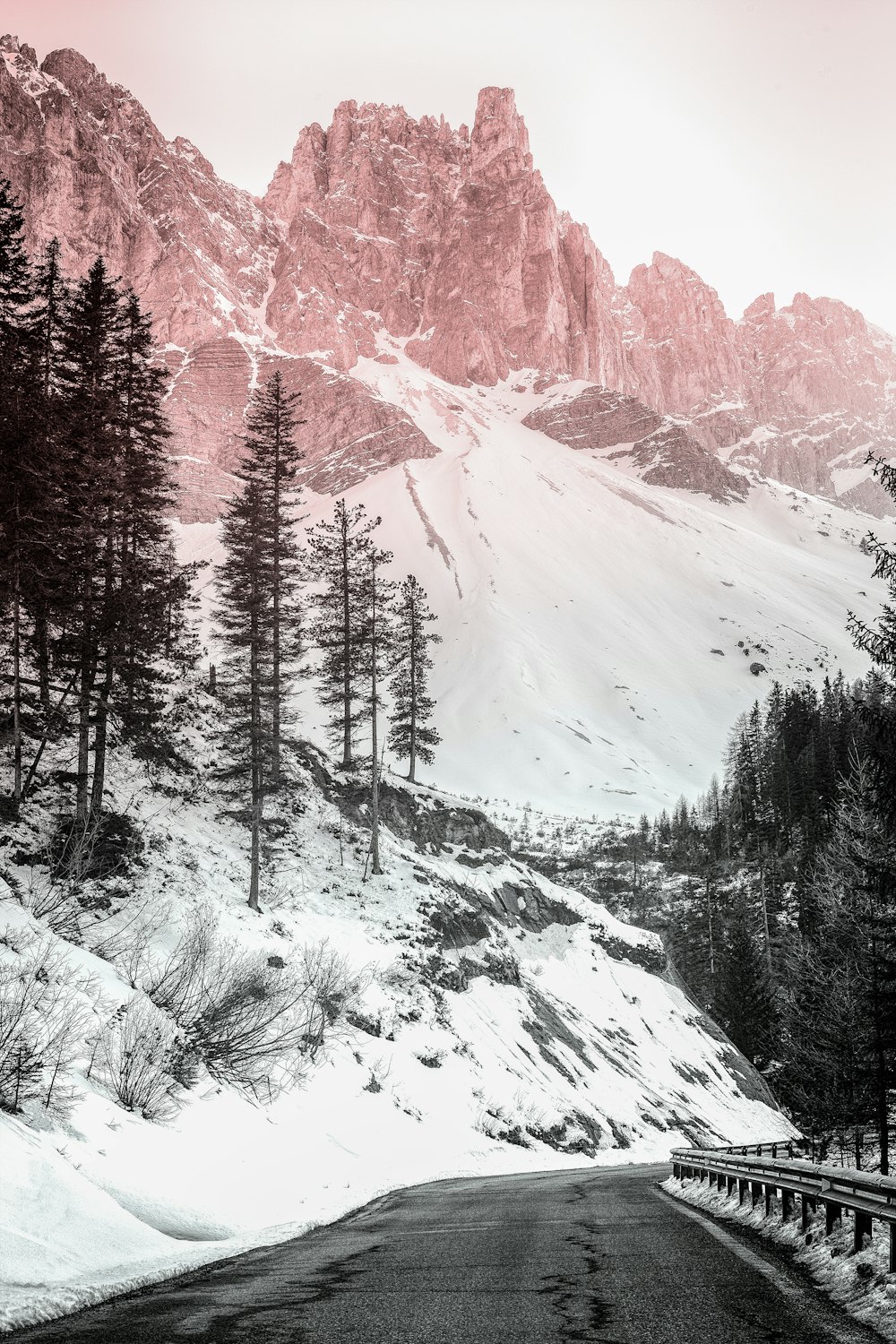 pine trees covered with snow