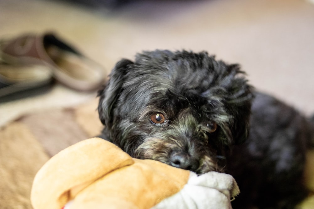 small long-coated black dog lying on yellow textile