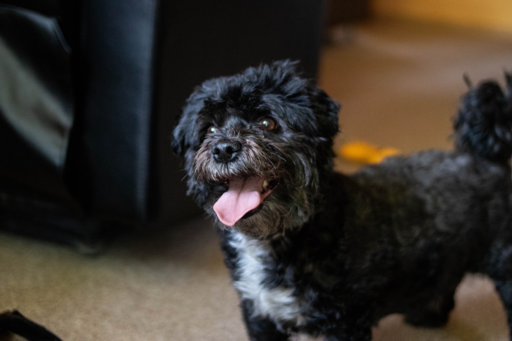 black and brown shih tzu