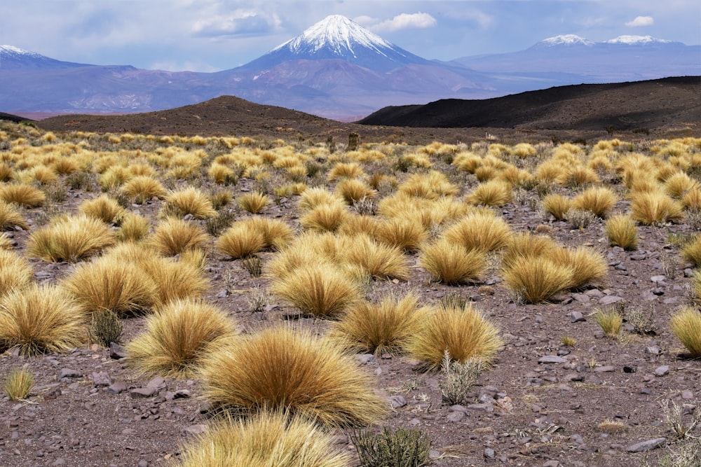 photographie de paysage de fleurs pétales beiges