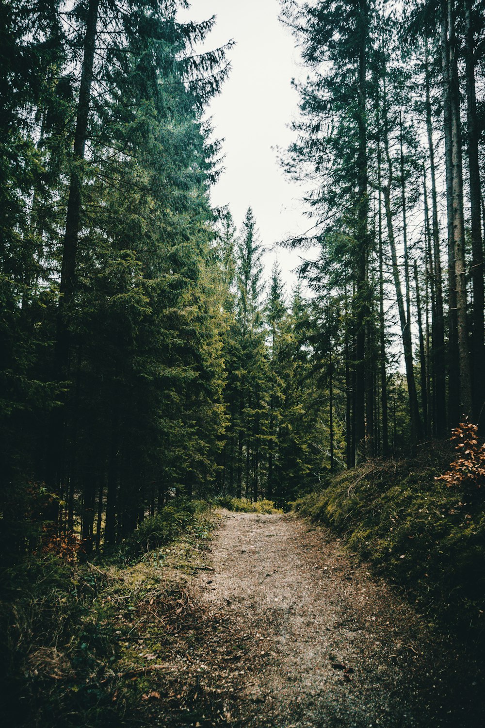 green-leafed trees