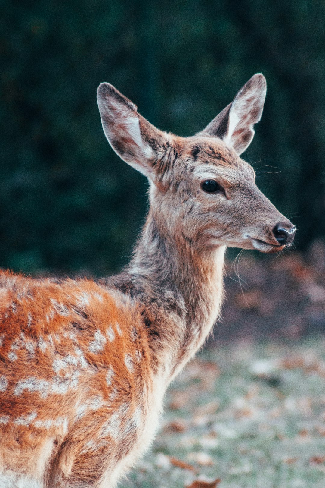 selective focus photography of spotted deer