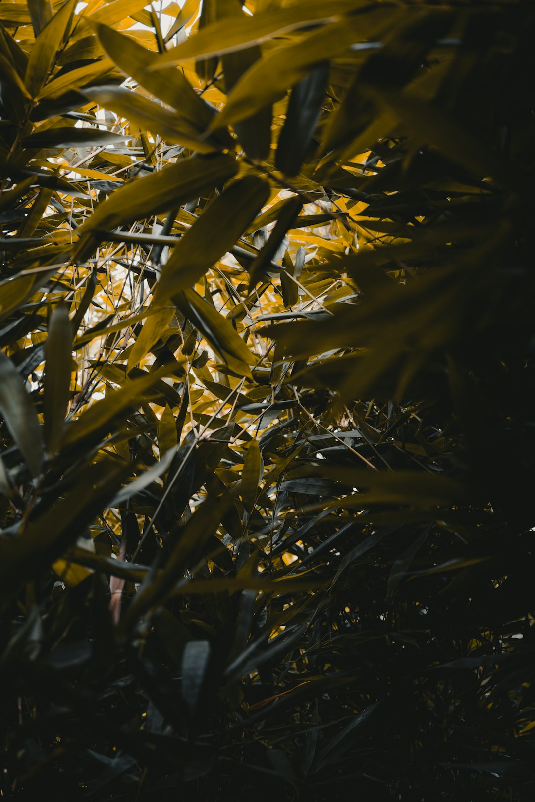 green-leafed plant