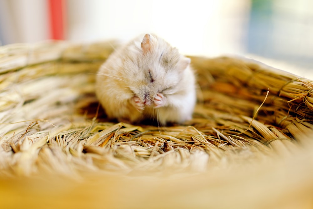 selective focus photography of mouse