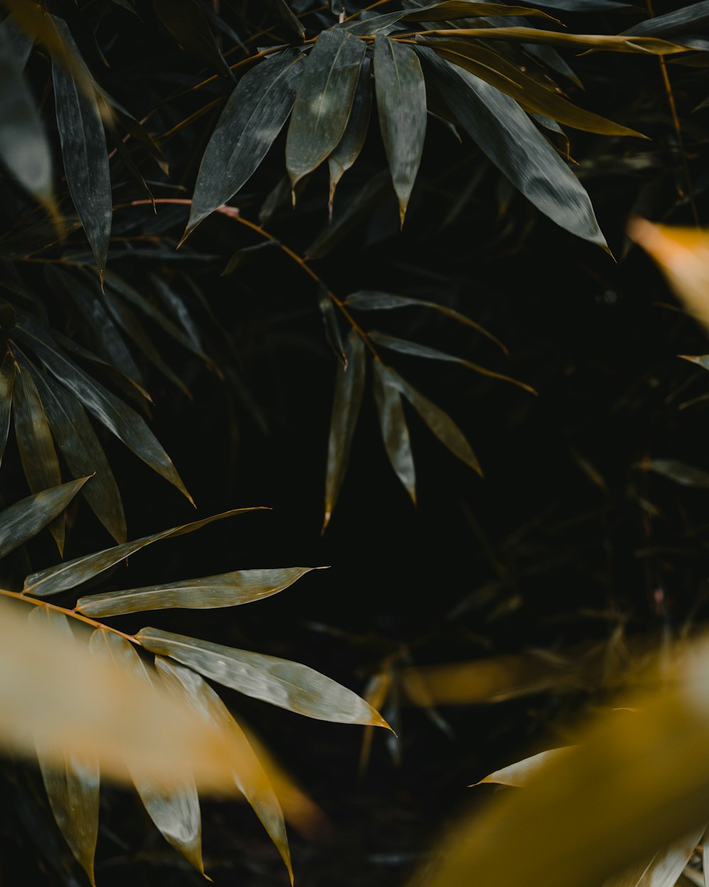 green-leafed plant close-up photography