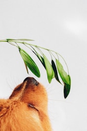 low angle photo of tan dog