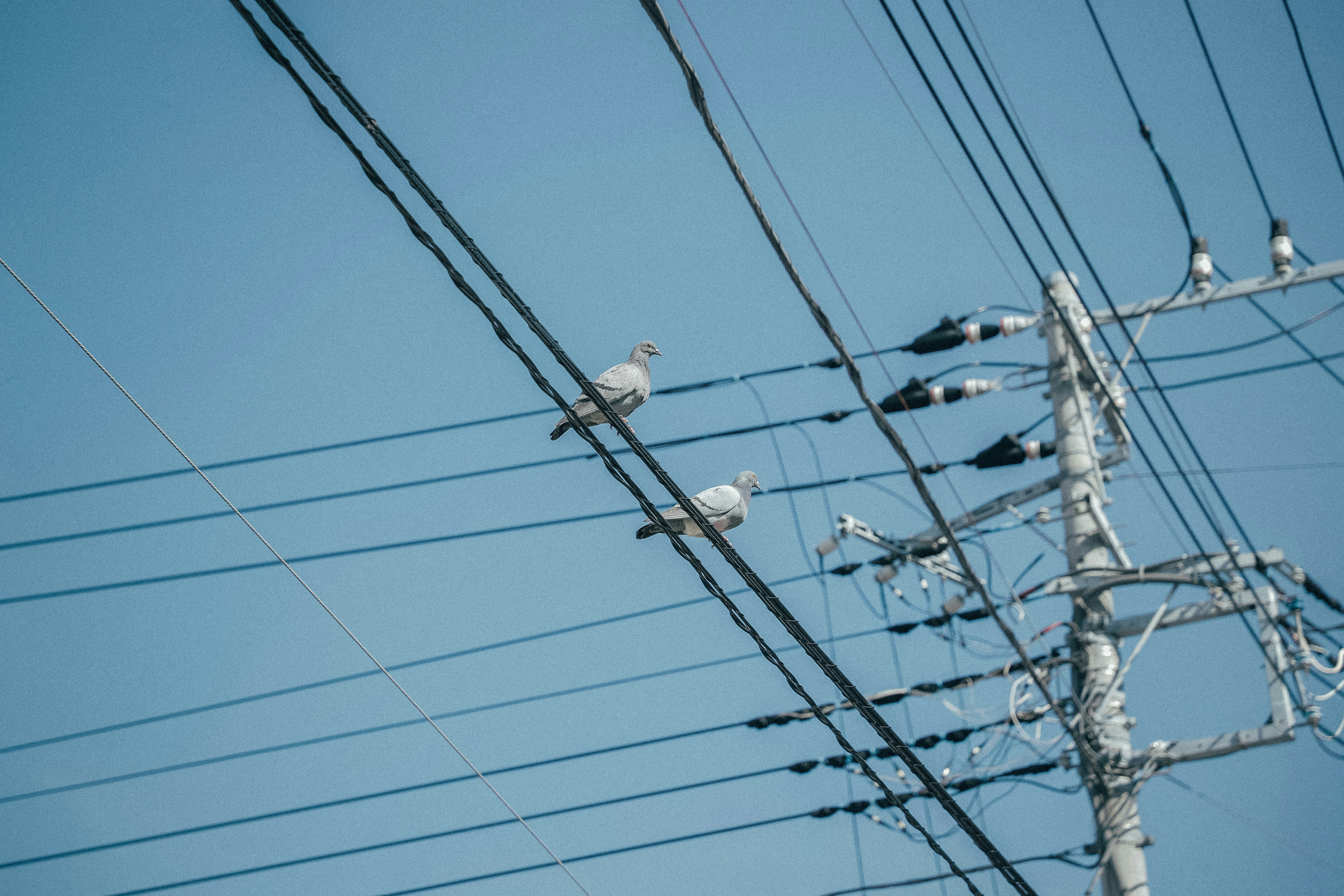 line